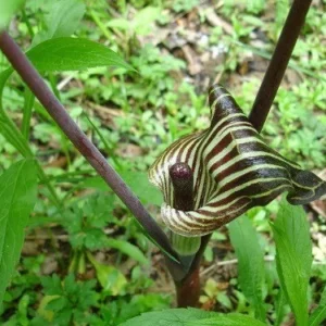 20 Jack In The Pulpit Bare Root Plants - Organic Arisaema Triphyllum - Image 7