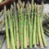 20 Jersey Giant Asparagus Bare Roots - High-Yielding Vegetable Plant - Image 1