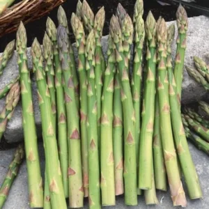 20 Jersey Giant Asparagus Bare Roots - High-Yielding Vegetable Plant - Image 1