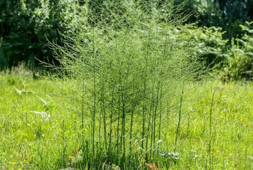 20 Jersey Giant Asparagus Bare Roots - High-Yielding, Disease Resistant - Image 6