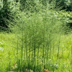 20 Jersey Giant Asparagus Bare Roots - High-Yielding Vegetable Plant - Image 6