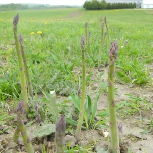 20 Jersey Giant Asparagus Bare Roots - High-Yielding, Disease Resistant - Image 7