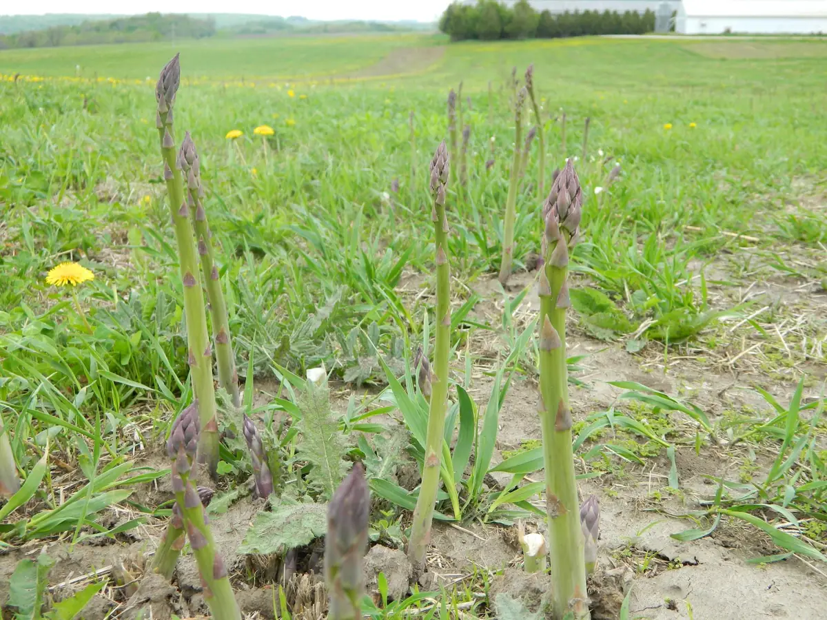 20 Jersey Giant Asparagus Bare Roots - High-Yielding, Disease Resistant - Image 7