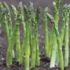 20 Jersey Supreme Asparagus Bare Roots - High-Yield Vegetable Plant - Image 1