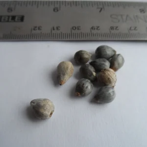 20 Jobs Tears Seeds for Planting - Coix Lacryma Grass Seeds - Image 2