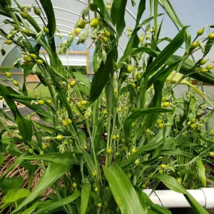 20 Jobs Tears Seeds for Planting - Coix Lacryma Grass Seeds - Image 3