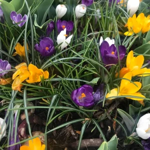 20 Jumbo Crocus Mixture Bulbs - Spring Flowering Bulbs, Hardy USDA 3-8 - Image 2