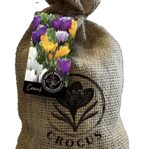 20 Jumbo Crocus Mixture Bulbs - Spring Flowering Bulbs, Hardy USDA 3-8 - Image 1