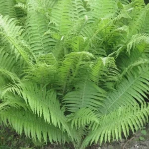 20 Lady Fern Bare Root Plants - Athyrium Filix-Femina Woodland Perennial - Image 1