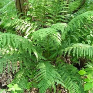 20 Lady Fern Bare Root Plants - Athyrium Filix-Femina Woodland Perennial - Image 6