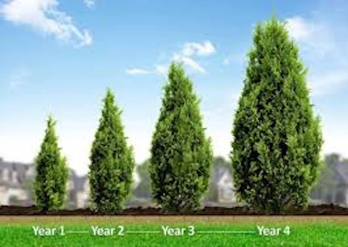 20 Leyland Cypress Tree Cuttings - Fast Growing Privacy Hedge Plant - Image 5