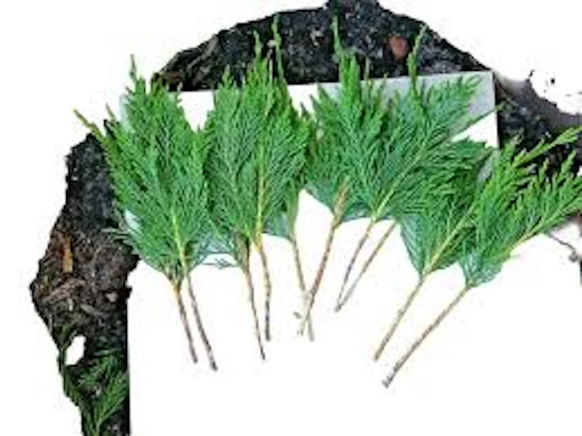 20 Leyland Cypress Tree Cuttings - Fast Growing Privacy Hedge Plant - Image 1