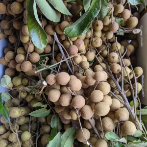 20 Longan Seeds - Sweet Dragon Eye Fruit Seeds for Tropical Climate Gardening - Image 2