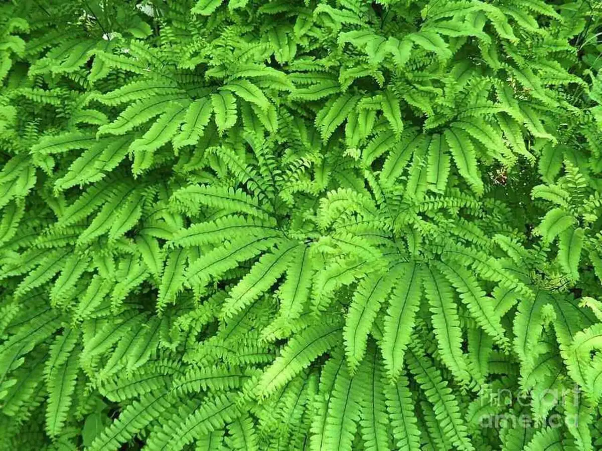 20 Maidenhair Fern Bare Root Plants – Adiantum pedatum Organic – Outdoor Shade Plant - Image 10