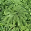 20 Maidenhair Fern Bare Root Plants – Adiantum pedatum Organic – Outdoor Shade Plant - Image 1