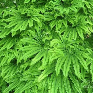 20 Maidenhair Fern Bare Root Plants – Adiantum pedatum Organic – Outdoor Shade Plant - Image 4