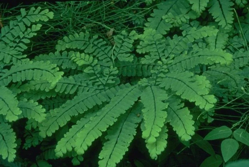20 Maidenhair Fern Bare Root Plants – Adiantum pedatum Organic – Outdoor Shade Plant - Image 5