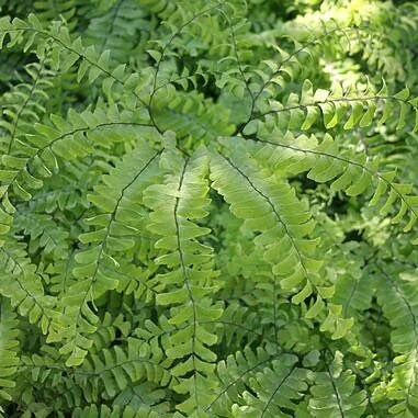 20 Maidenhair Fern Bare Root Plants – Adiantum pedatum Organic – Outdoor Shade Plant - Image 8
