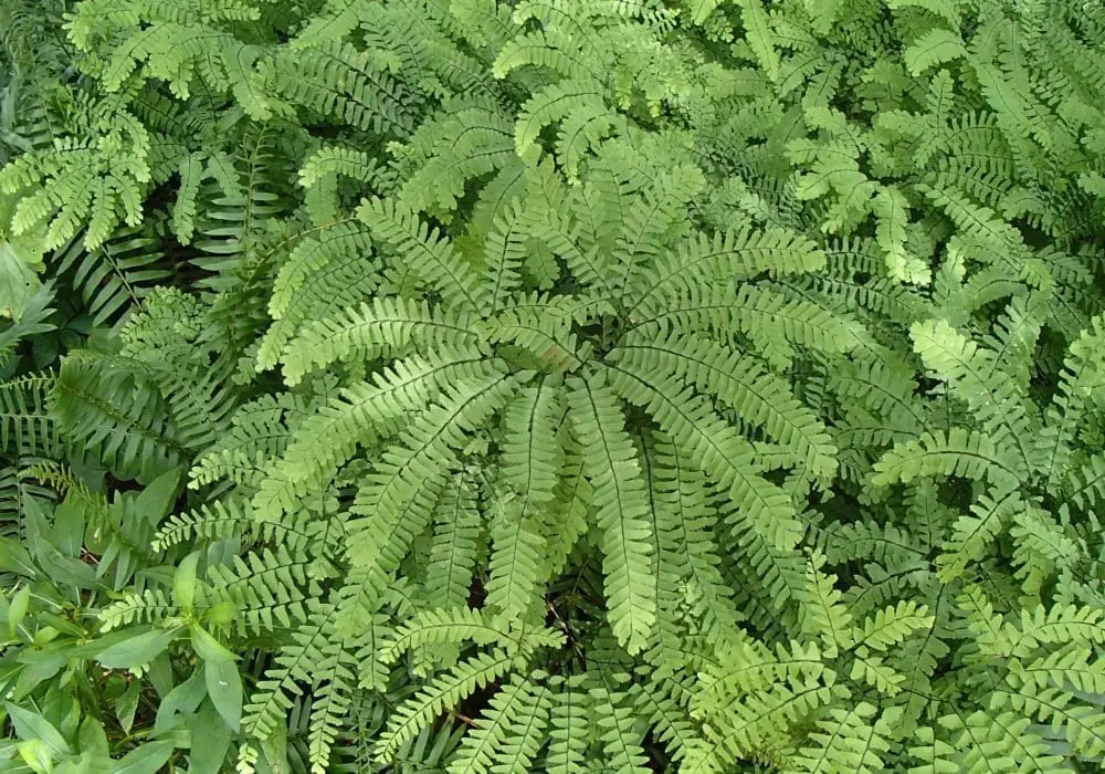 20 Maidenhair Fern Bare Root Plants – Adiantum pedatum Organic – Outdoor Shade Plant - Image 1