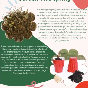 20 Mara Des Bois Strawberry Plants - Everbearing Sweet Strawberries - Bare Root - Image 7