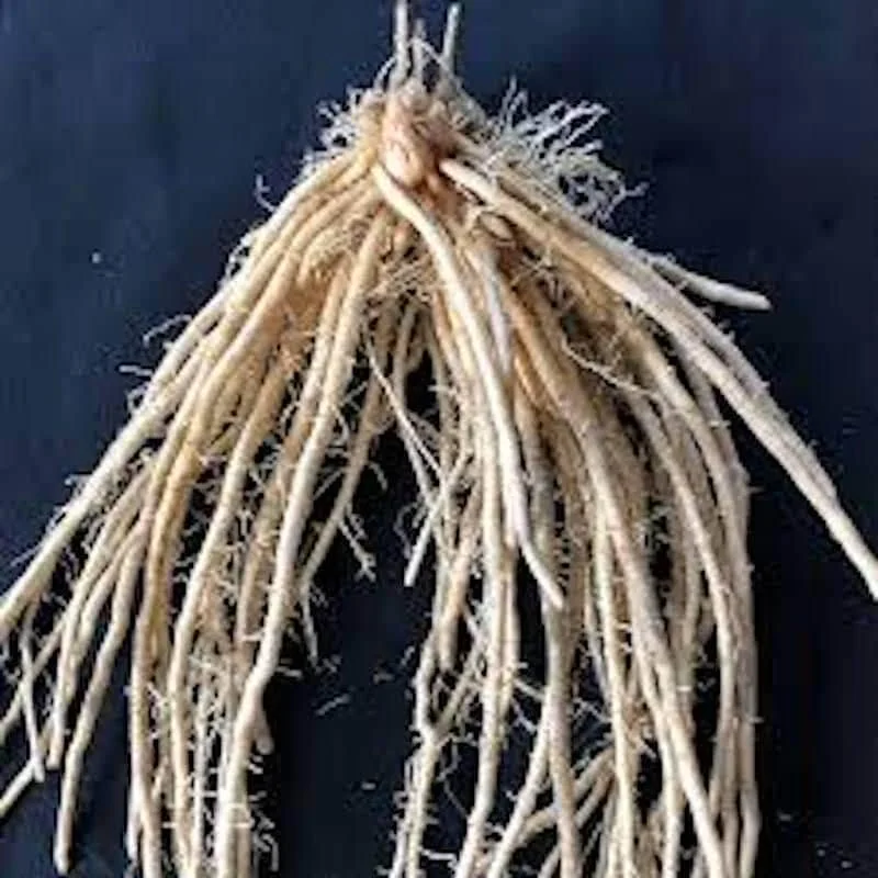 20 Millennium Asparagus Bare Roots - Asparagus officinalis, High-Yielding Perennial - Image 8