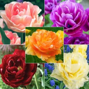20 Mixed Double Peony Tulip Flower Bulbs - Perennial, Multi-Color - Image 2