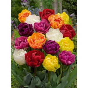 20 Mixed Double Peony Tulip Flower Bulbs - Perennial, Multi-Color - Image 3