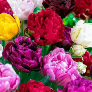 20 Mixed Double Peony Tulip Flower Bulbs - Perennial, Multi-Color - Image 1