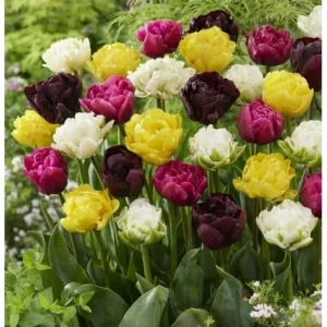 20 Mixed Double Peony Tulip Flower Bulbs - Perennial, Multi-Color - Image 4