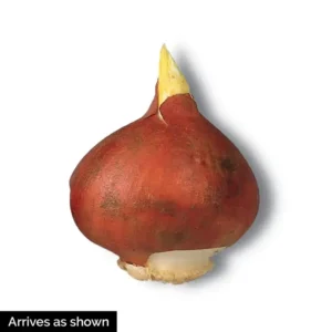 20 Mixed Double Peony Tulip Flower Bulbs - Perennial, Multi-Color - Image 5