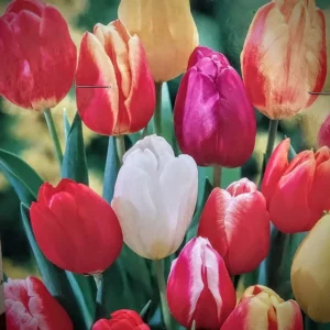 20 Mixed Tulip Flower Bulbs - Perennial Spring Garden Flowers, Pre-Chilled - Image 4