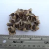 20 Moringa Seeds - Drumstick Tree Seeds, Easy Grow Edible Leaf - Image 1