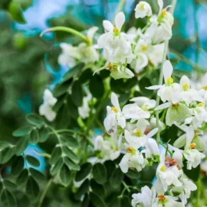 20 Moringa Seeds - Drumstick Tree Seeds, Easy Grow Edible Leaf - Image 2