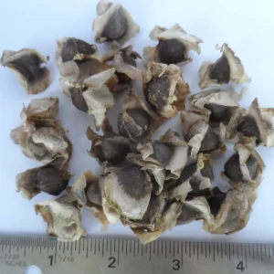 20 Moringa Seeds - Drumstick Tree Seeds, Easy Grow Edible Leaf - Image 4