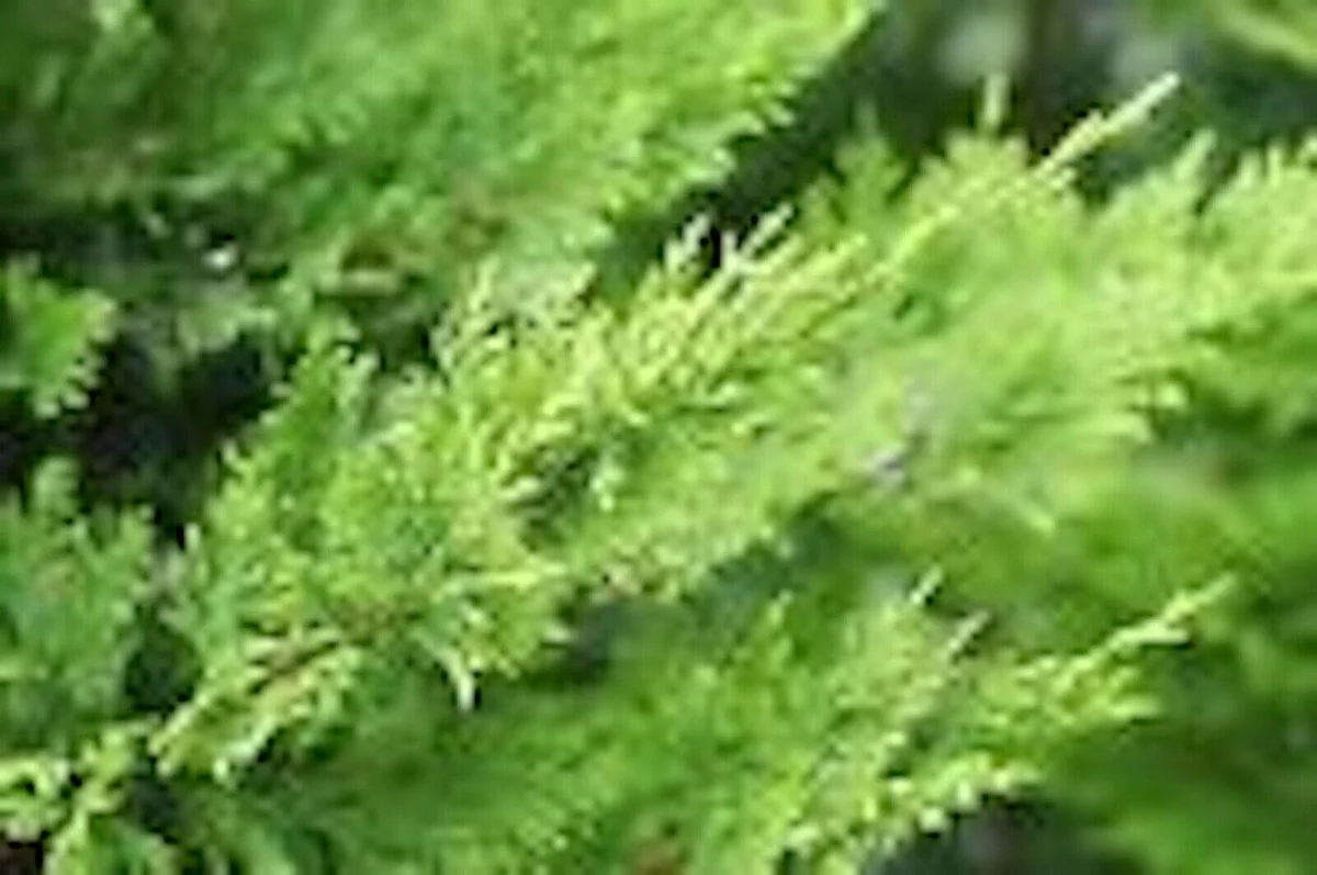 20 Murray Cypress Tree Seedlings - Fast Growing Evergreen Privacy Plant - Outdoor - Image 3