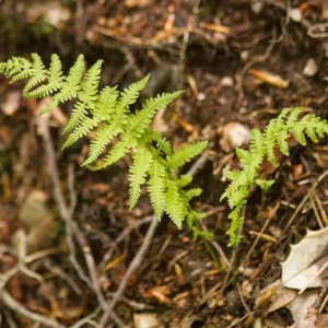 20 New York Fern Bare Roots - Thelypteris noveboracensis, Perennial, Outdoor - Image 3