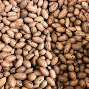 20 Northern Hardy Pecan Tree Seeds - Carya illinoinensis - Grow Your Own Nuts - Image 4