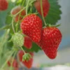 20 Ogallala Strawberry Bare Roots - Everbearing Fruit Plant for Gardens - Image 1