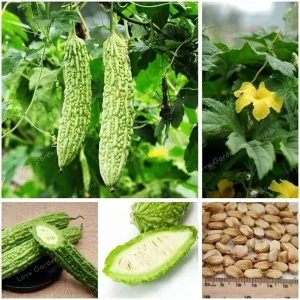 20 Organic Green Skin Long Bitter Gourd Seeds - Khổ Qua Mỡ - Vegetable Seeds for Outdoor Gardening - Image 2