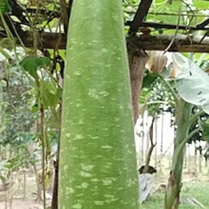 20 Organic Long Bottle Gourd Seeds - Asian Opo Squash Calabash Dudi - Image 2