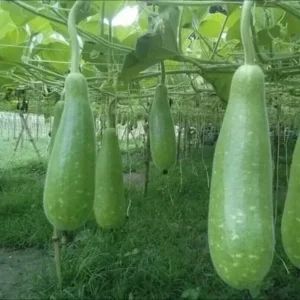 20 Organic Long Bottle Gourd Seeds - Asian Opo Squash Calabash Dudi - Image 1