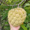 20 Organic Sugar Apple Seeds – Annona Squamosa Tropical Fruit Seeds – Outdoor - Image 1