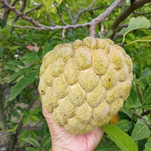 20 Organic Sugar Apple Seeds – Annona Squamosa Tropical Fruit Seeds – Outdoor - Image 1