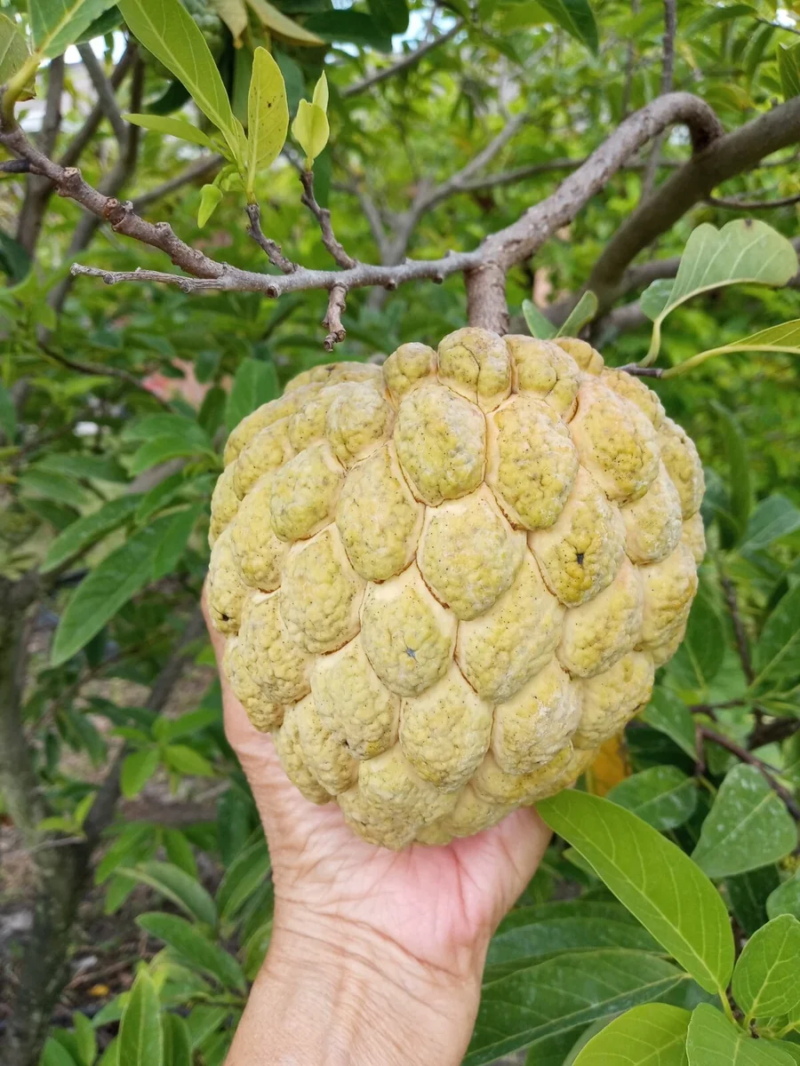 20 Organic Sugar Apple Seeds – Annona Squamosa Tropical Fruit Seeds – Outdoor - Image 1