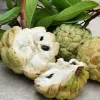 20 Organic Sugar Apple Seeds - Annona Squamosa Tropical Fruit Plant Seeds - Image 1