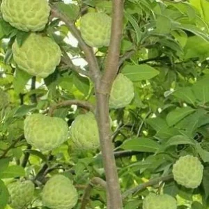 20 Organic Sugar Apple Seeds - Annona Squamosa Tropical Fruit Plant Seeds for Outdoor - Image 2