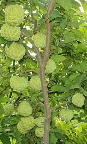 20 Organic Sugar Apple Seeds - Annona Squamosa Tropical Fruit Plant Seeds for Outdoor - Image 2
