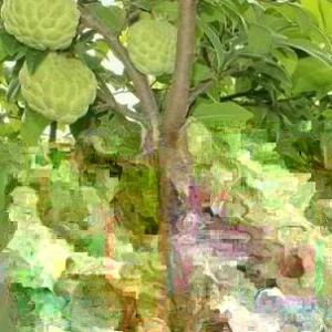 20 Organic Sugar Apple Seeds - Annona Squamosa Tropical Fruit Plant - Image 3