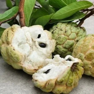 20 Organic Sugar Apple Seeds - Annona Squamosa Tropical Fruit Plant - Image 4