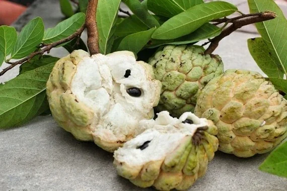 20 Organic Sugar Apple Seeds - Annona Squamosa Tropical Fruit Plant - Image 4